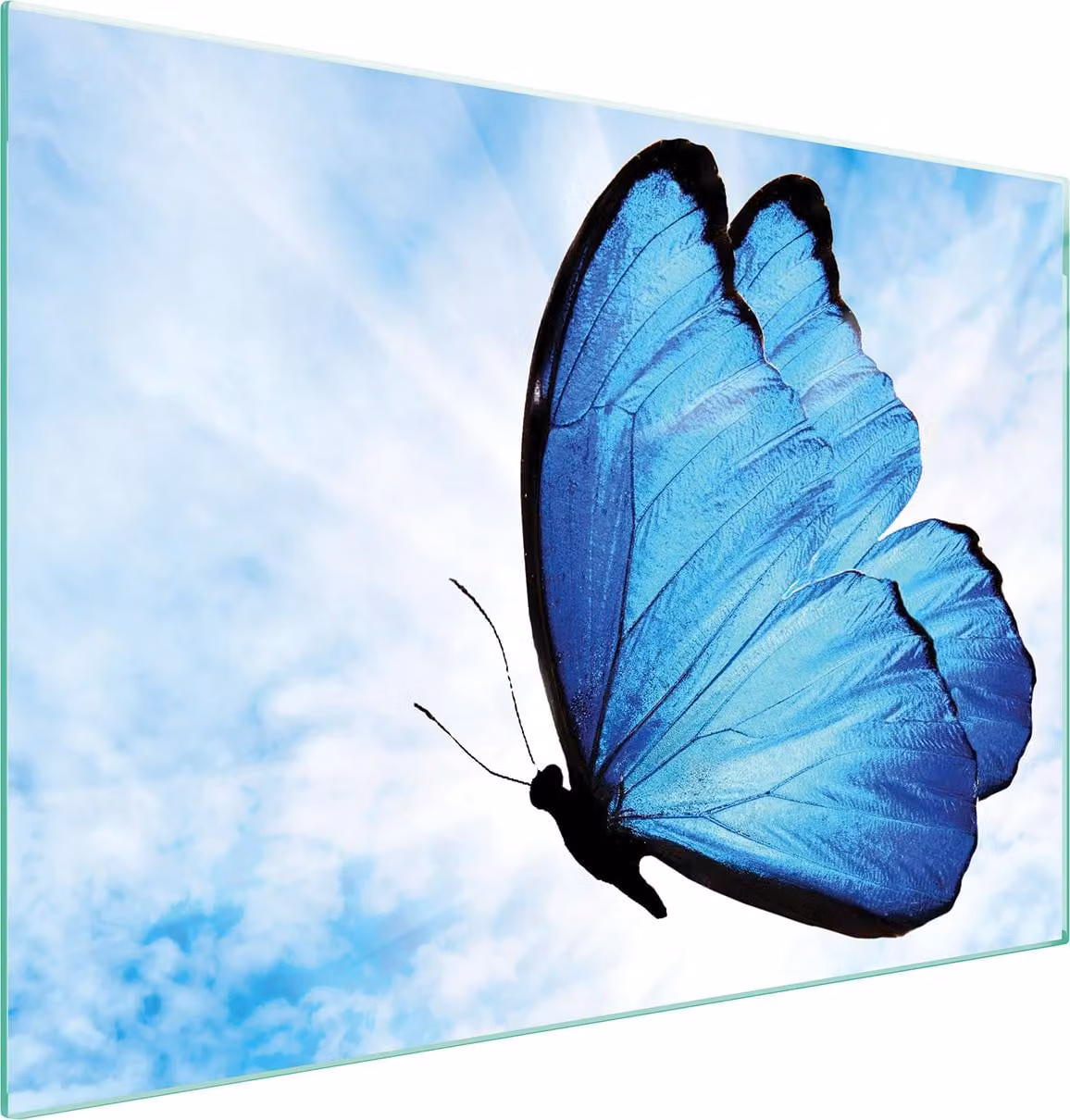 Piastra Di Protezione In Vetrina Per L'erda 70X52 Butterfly