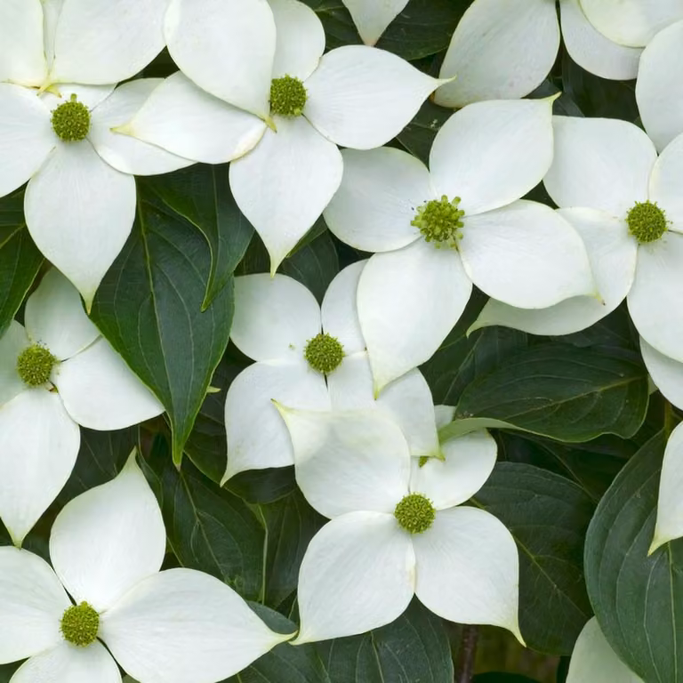 Cornus kousa 'China Girl' (Cornus giapponese) | 50-60 cm, in vaso