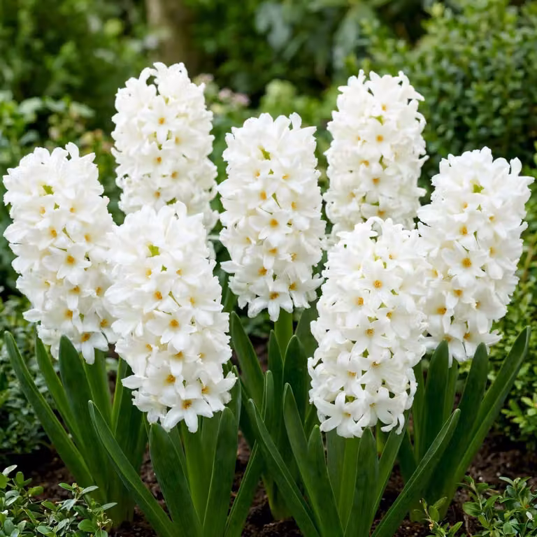 Bulbi di giacinto resistenti al freddo invernale, perenni, varietà "White Pearl" - 15 bulbi - Collezione di bulbi profumati - 3 varietà/colori - Piante provenienti dall'Olanda - Adatte per giardino, vaso o terrario (bulbi di grandi dimensioni, senza semi)