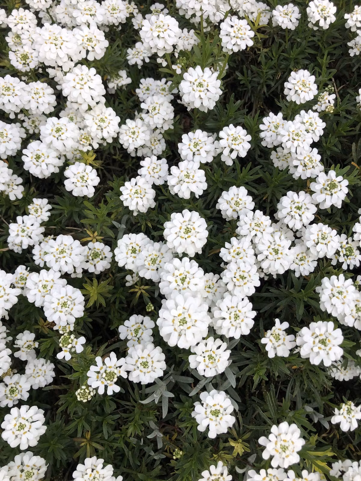 6 x Iberis Sempervirens - Fiore a nastro - vaso 9 x 9 cm
