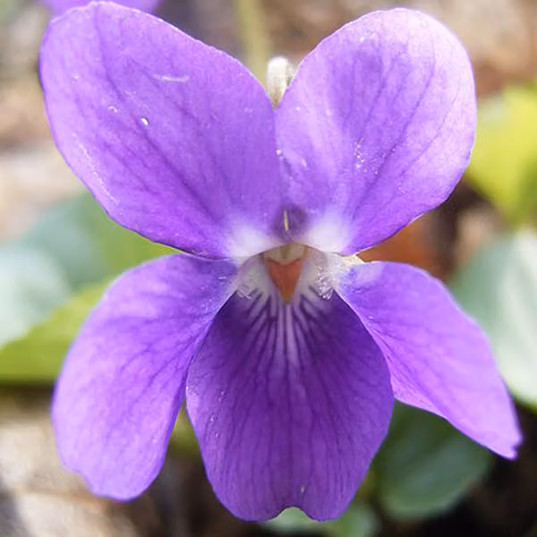 6 piante di viola profumata (Viola odorata) | Vaso da 9x9 cm