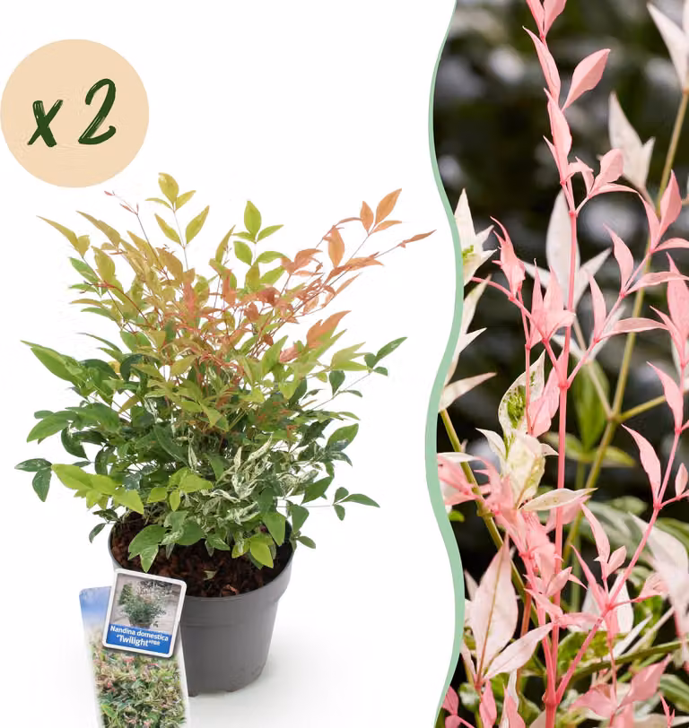 Nandina Twilight - Colorata e rosa - 2 piante - Sempreverde - Bassa manutenzione - 35-45cm - Ø17cm - Pianta da giardino