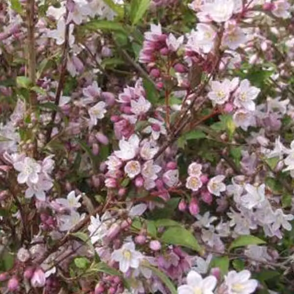 2 piante di Deutzia purpurascens 'Kalmiiflora' | Altezza: 40-60 cm, fornite in vaso