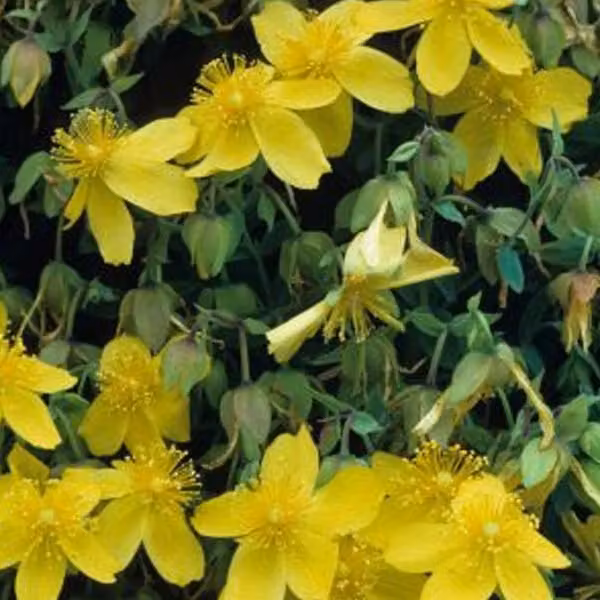 2 piante di Iperico (Hypericum densiflorum 'Buttercup'), alte 30-40 cm, in vaso