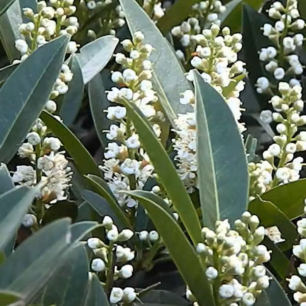 2 piante di Lauroceraso (Prunus laurocerasus 'Otto Luyken'), alte 30-40 cm, in vaso