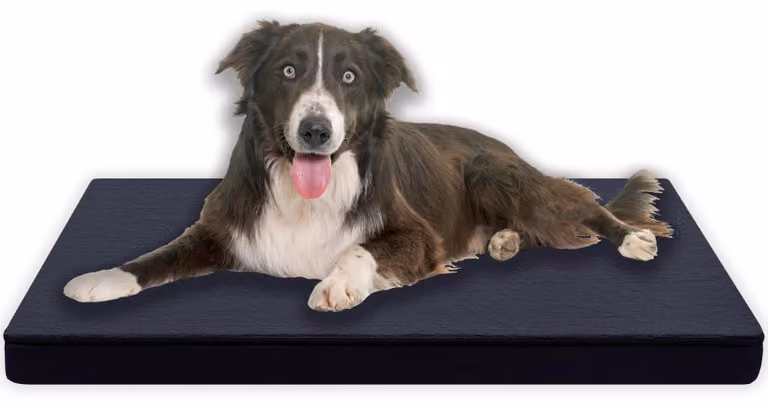 Solidchoice: Cuccia confortevole per cani con nucleo in schiuma che offre un ottimo supporto