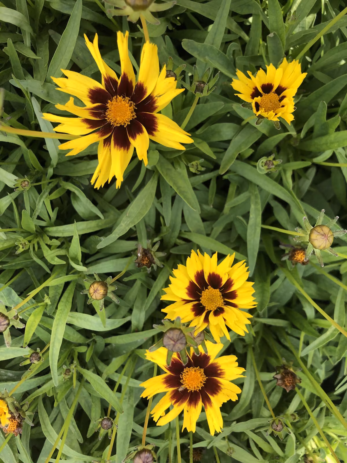 6 x Coreopsis grandiflora 'SunKiss' - Occhi di fanciulla in un vaso di 9x9 cm