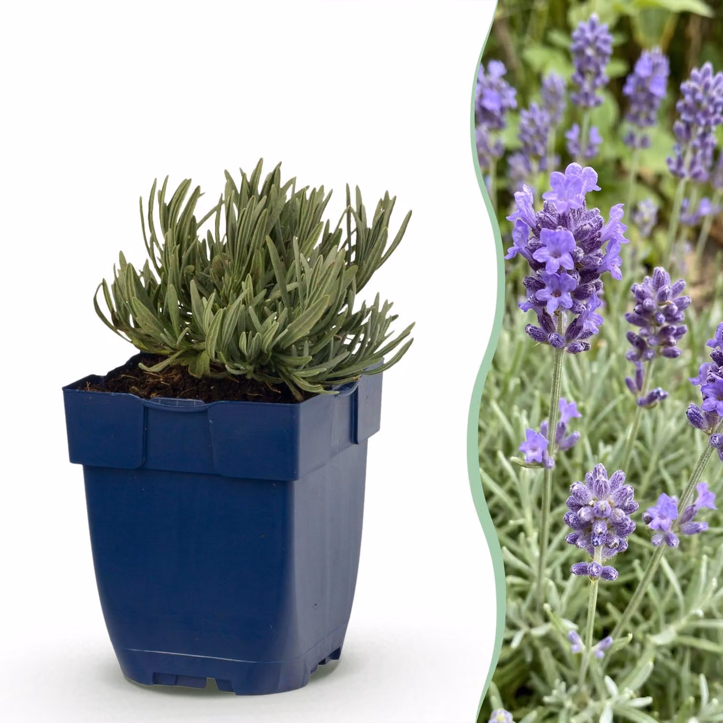 Lavandula ang. Dwarf Blue - Lavanda - Profumata - Viola - 6 piante - 15-25cm - Ø11cm - Pianta da giardino