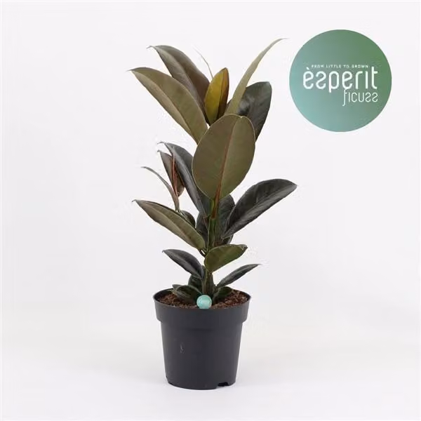 Albero della gomma Ficus elastica Melany ca. 50 cm Pianta da appartamento