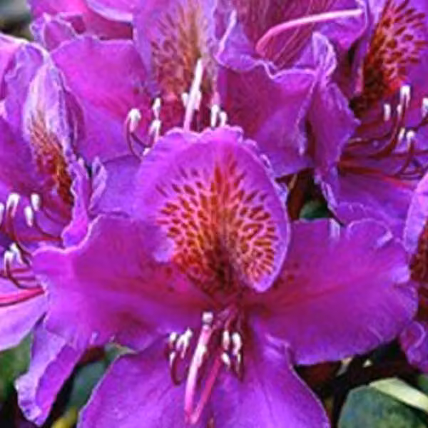 Rhododendron 'Marcel Menard' | 40-50 cm, in vaso