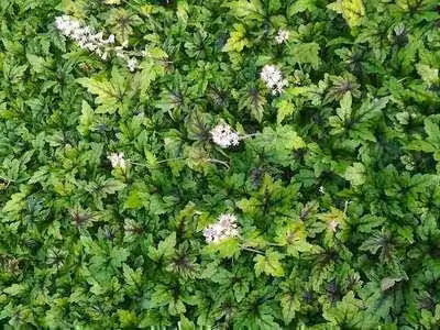 6 x Tiarella hybr. 'Sugar & Spice'® - fiore di schiuma - vaso 9 x 9 cm