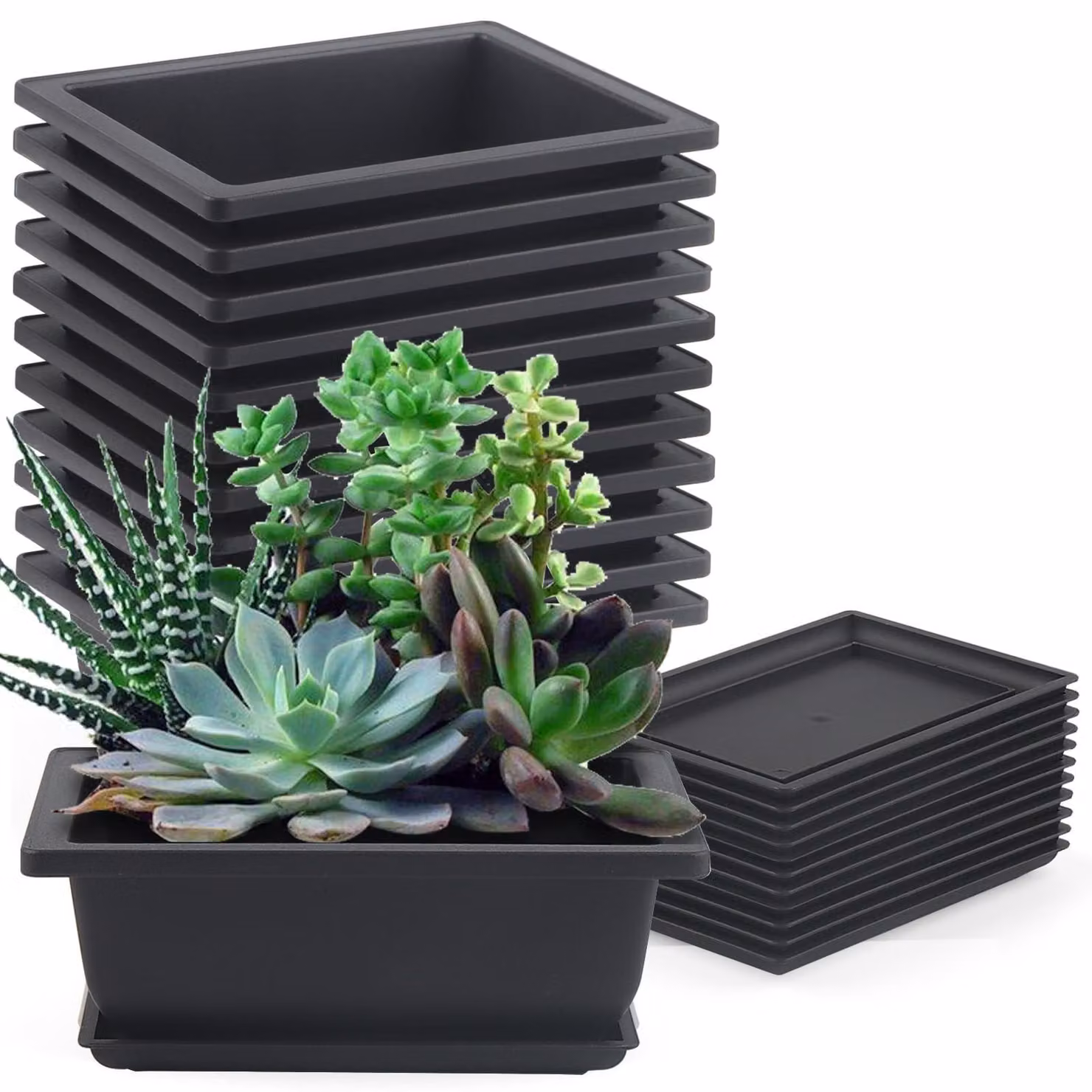 Set di 12 vasi per la coltivazione di bonsai, completi di sottovaso
