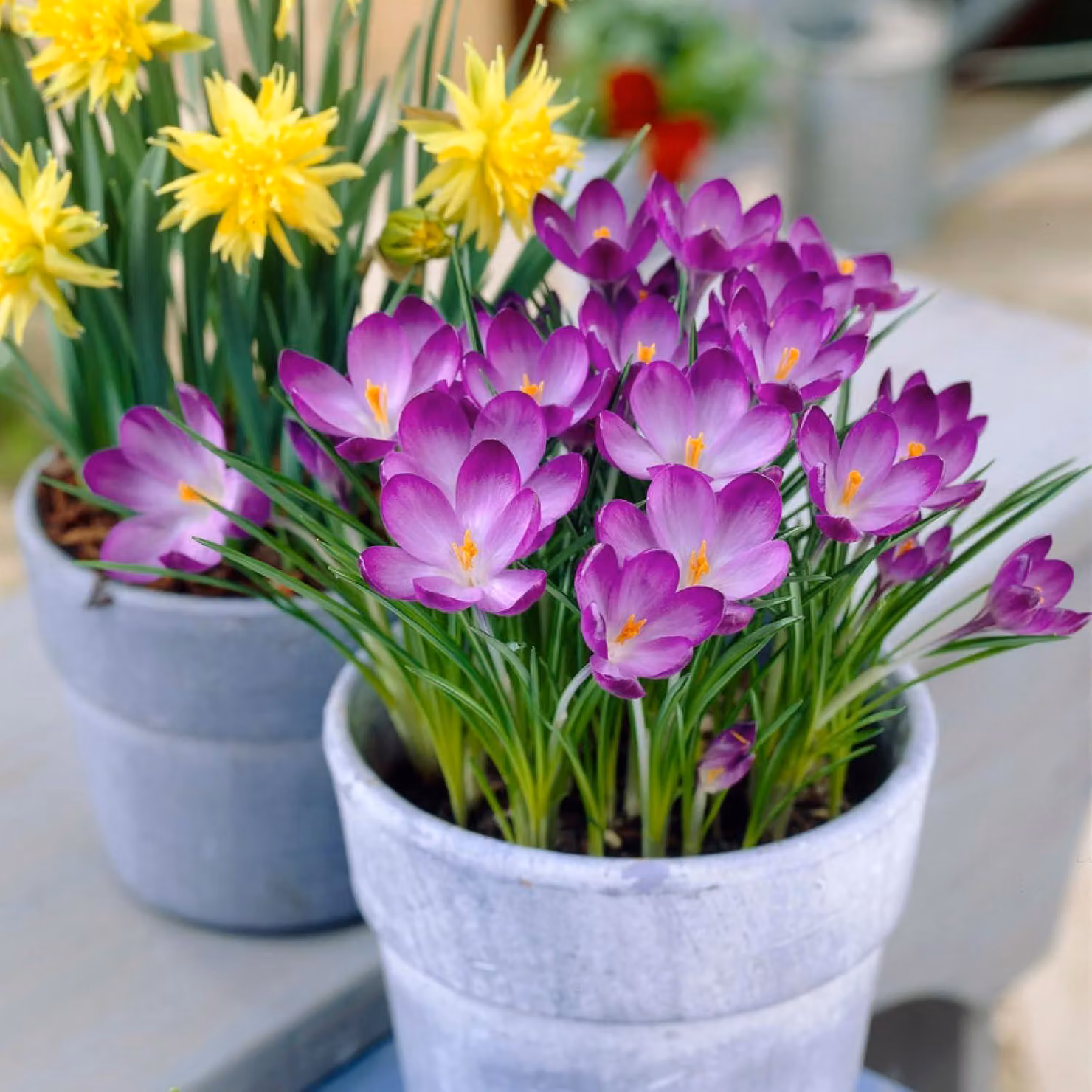 Bulbi di croco botanici, resistenti al freddo, perenni - varietà "Ruby Giant" - 50 bulbi di fiori esclusivi - piante vere provenienti dall'Olanda - ideali per giardino, balcone e vasi (non semi, non artificiali)