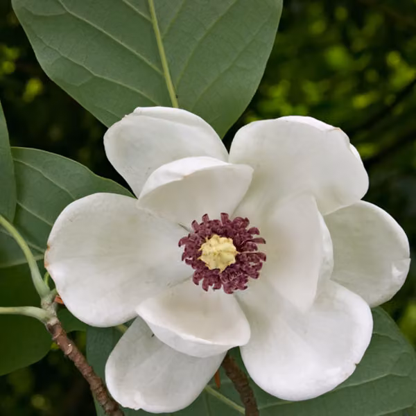 Magnolie - *Magnolia sieboldii* | 50-60 cm in vaso