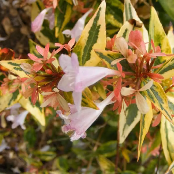 2 piante di Abelia 'Francis Moon' (Abelia grandiflora 'Francis Mason') | Altezza: 25-30 cm, in vaso