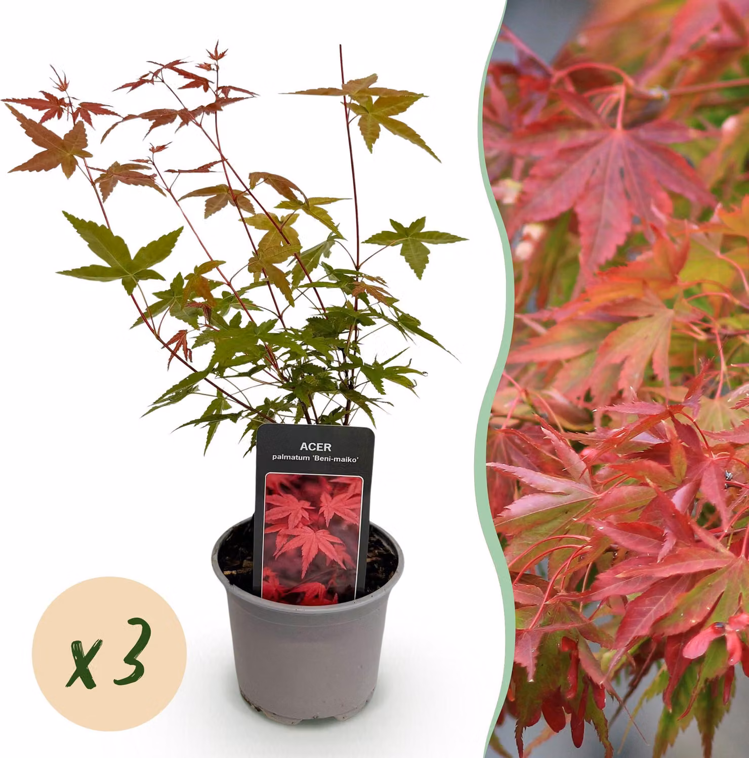 Acer palmatum Beni-maiko - Rosso - 3 piante - Deciduo - Bassa manutenzione - 25-35cm - Ø12cm - Pianta da giardino
