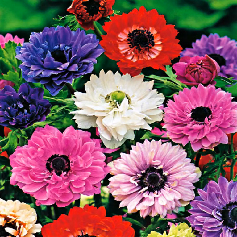 Anemone Full St Brigid Mix 10 pz Anemoni Bulbi di anemone