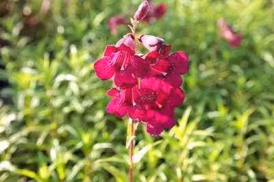 6 x Penstemon hybr. 'Rich Ruby' - Filo di barba - vaso 9 x 9 cm