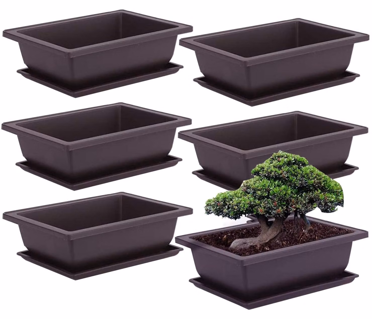 Elzusha - Set di 6 vasi da allenamento per bonsai con vassoio