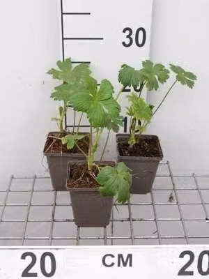 6 x Astrantia major 'Shaggy' ('margery fish') - Ombrello a stella - Vaso 9 x 9 cm