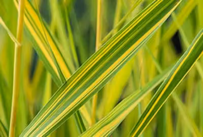 6 x Phragmites austr. 'Variegatus' - giunco variegato - vaso 9 x 9 cm