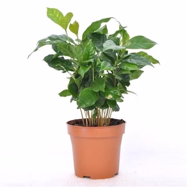 Coffea arabica 25 cm Pianta di caffè Caffettiera Pianta da appartamento