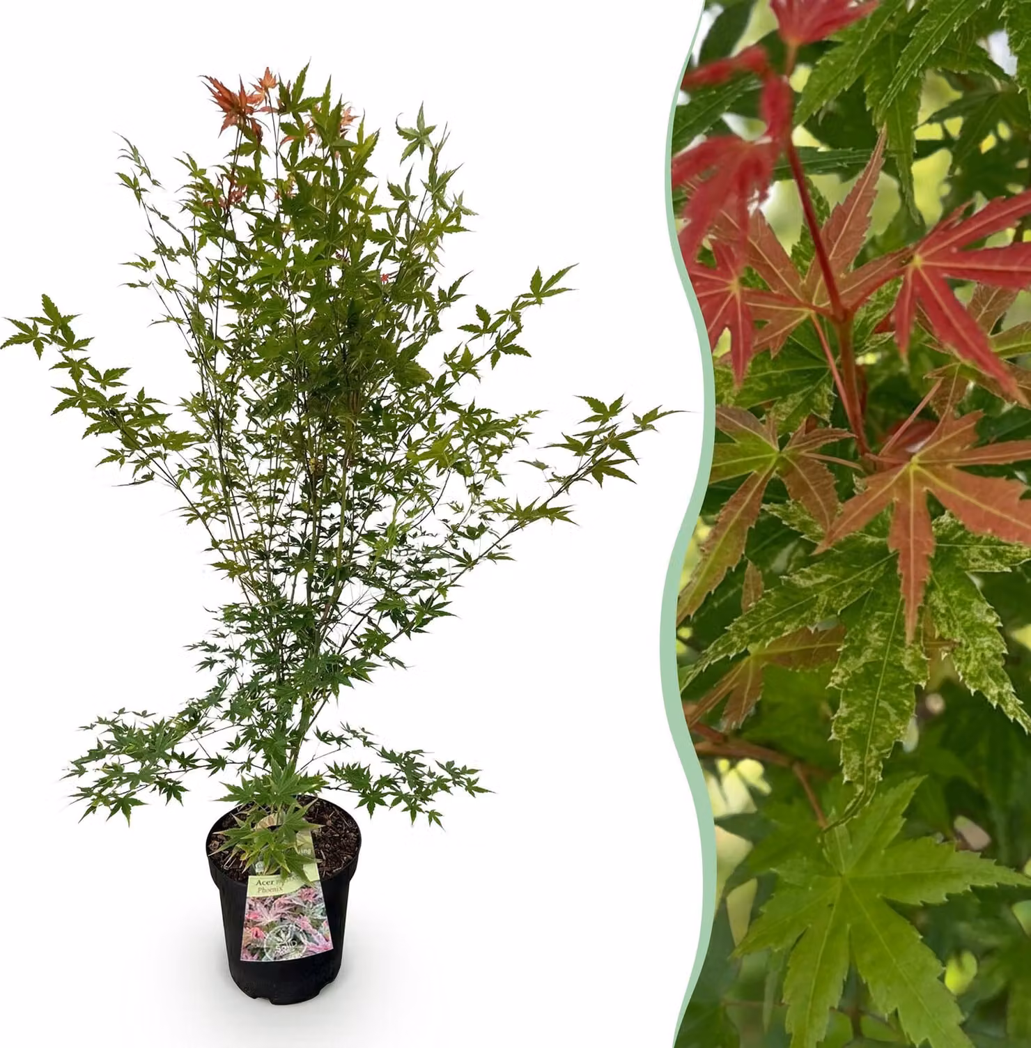 Acer palmatum Phoenix - Acero giapponese - Deciduo - Verde - Rosso - 80-90cm - Ø26cm - Pianta da giardino