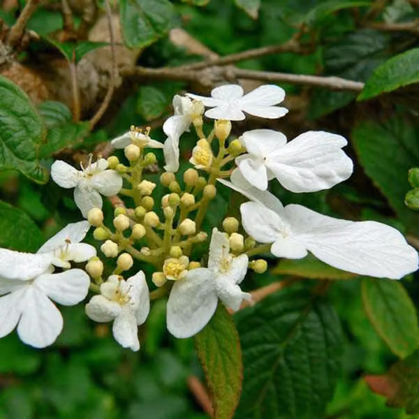 2 piante di Viburnum plicatum 'Summer Snowflake' (detta anche "Schneeball"), in vaso, altezza 30-40 cm