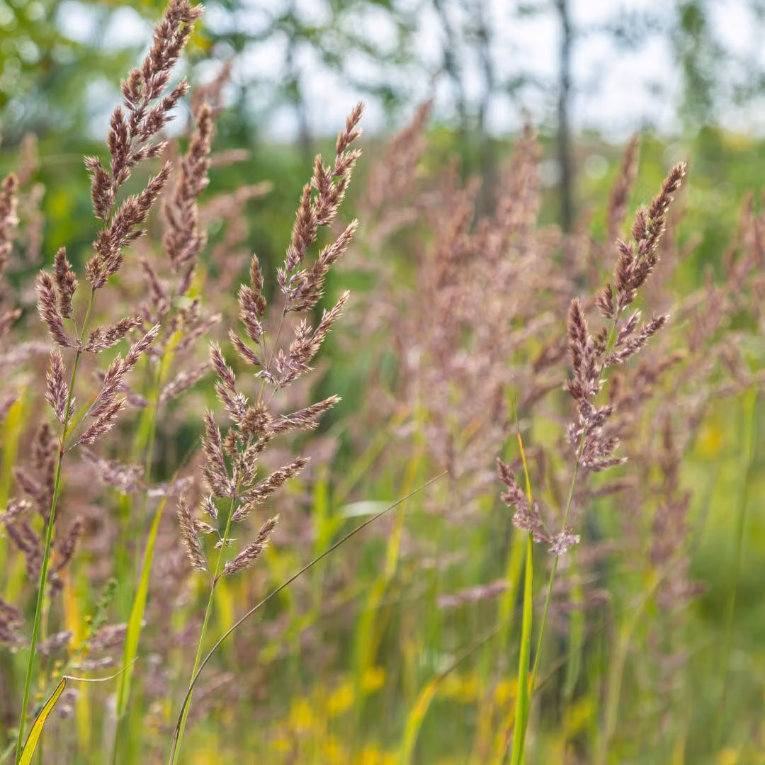 Calamagrostis brachytricha, 6 piante, erba diamante, 10-25cm, Ø9cm, erba