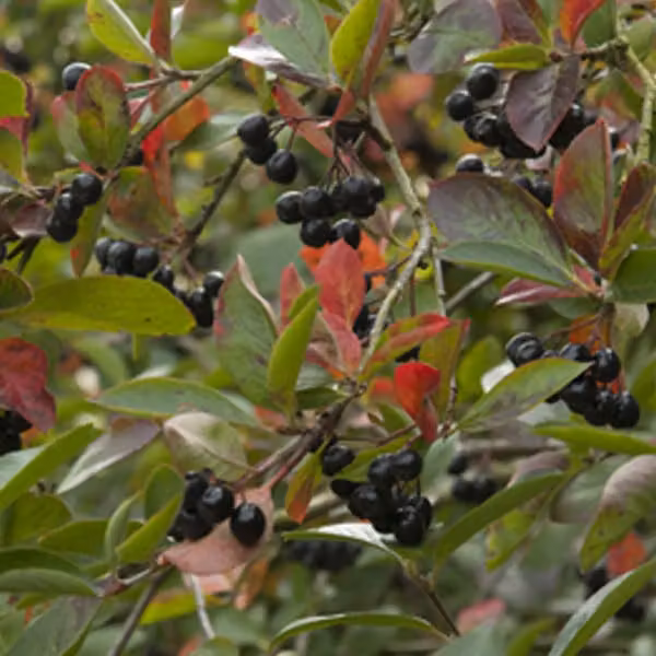 2 piante di "Schwarze Apfelbeere" (Aronia prunifolia 'Viking'), alte 40-60 cm, fornite in vaso
