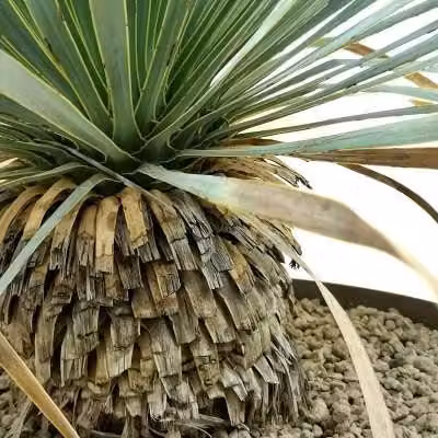 Yucca Rostrata V40 – foto reale, Resistente e Scultorea H80cm