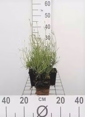 6 x Lavandula int. 'Grosso' - Lavanda - vaso 9 x 9 cm