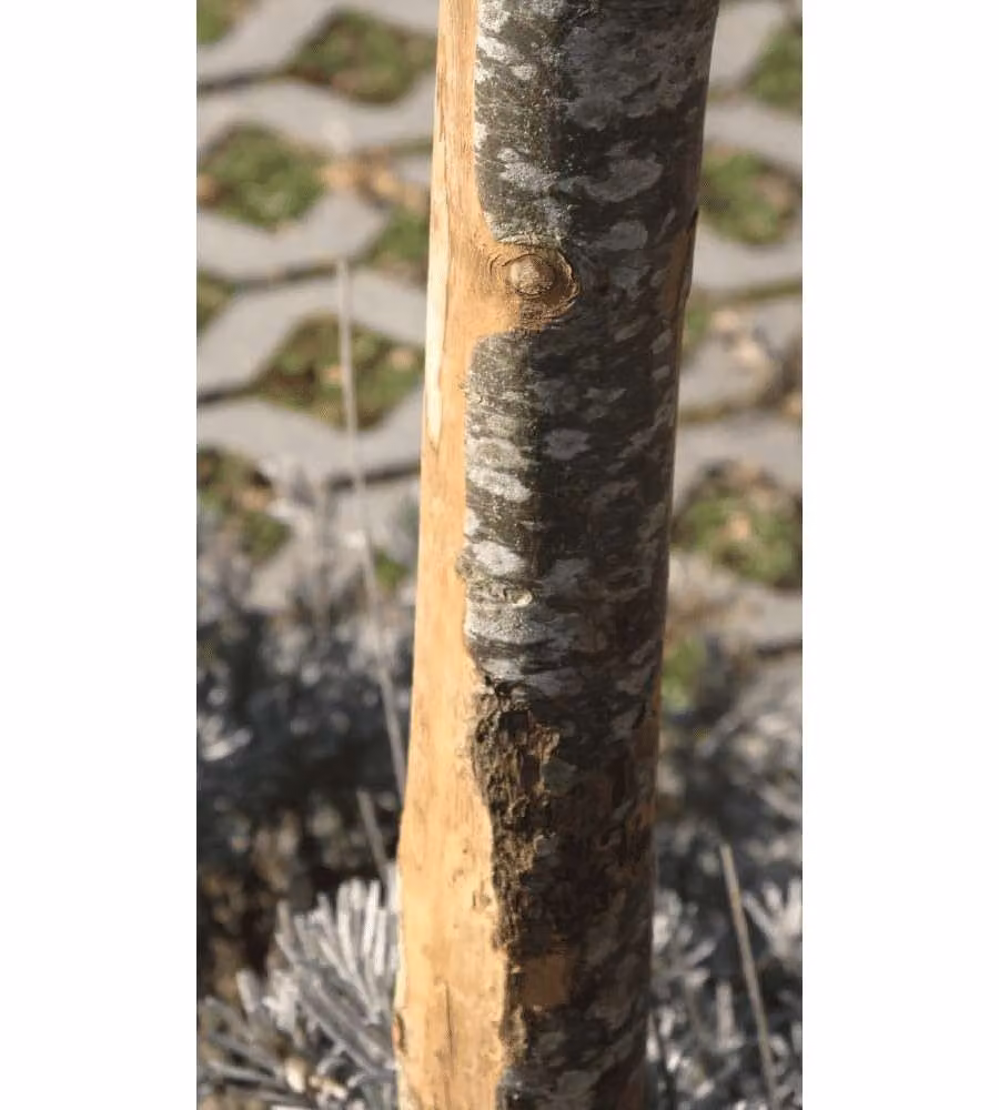 Pali in Castagno Semi-scorzati con Punta 4-6x200 cm - Confezione 4 Pz