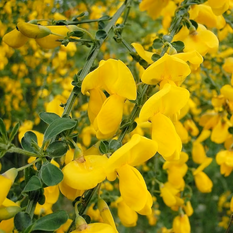 2 piante di Ginestra comune (Cytisus scoparius 'Vanesse'), altezza 40-60 cm, in vaso
