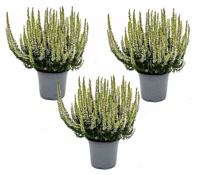 Calluna vulgaris - set di 3 piante - erica ginestra - pianta di erica - resistente - vaso da 11cm - bianco