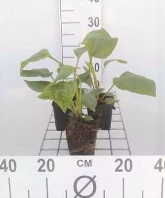 6 x Echinacea purpurea - fiore di conifera - vaso 9 x 9 cm