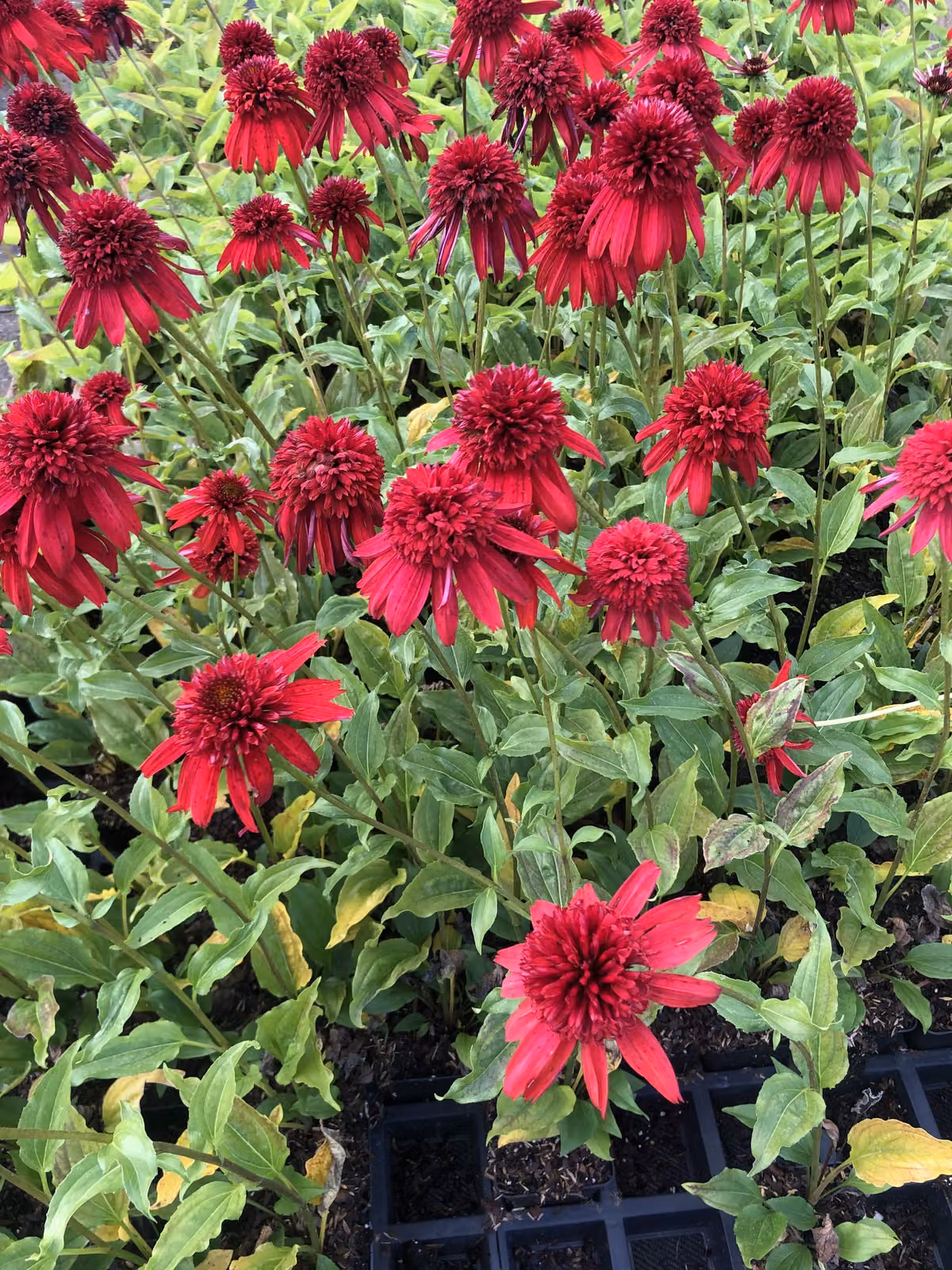 6 x Echinacea purpurea 'Eccentric' - Sonnenhut - Topf 9x9 cm