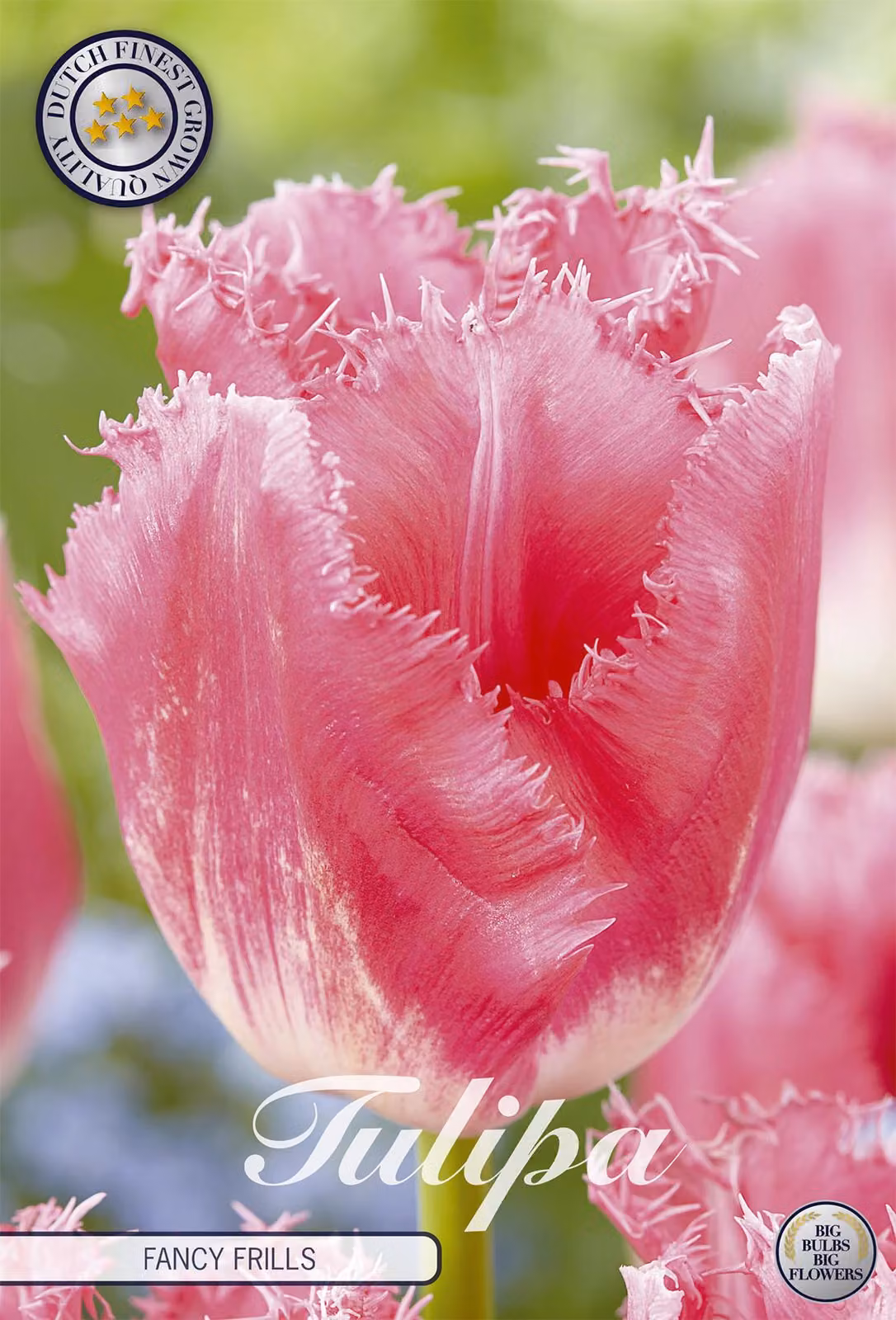 Tulipano Fancy Frills (7 bulbi) | Bulbi di tulipano di Sam van Schooten