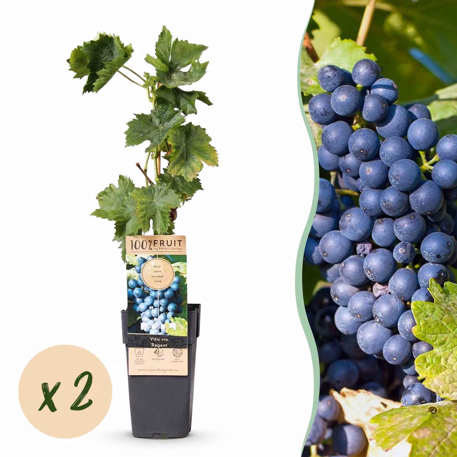Pianta da frutto - Uva blu - Vitis vinifera Regent - 2 piante - 40-50cm - Ø15cm - Pianta da giardino