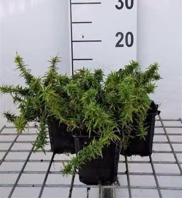 6 x Phlox (s) 'Calvides White' - Flammenblume - Topf 9 x 9 cm