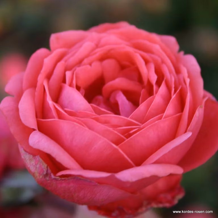 Rosa - Kordes Parfuma® Rose - Rosa 'Garten Princess Marie José'®