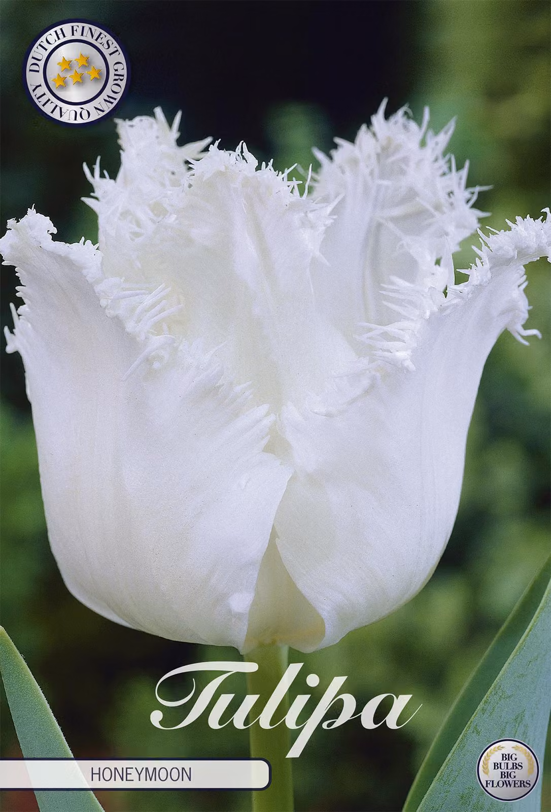 Tulipano Honeymoon (7 pezzi) | Bulbi di tulipano di Sam van Schooten