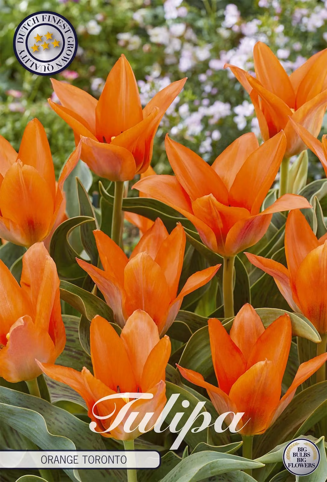 Tulipano Orange Toronto (10 pezzi) | Bulbi di tulipano di Sam van Schooten