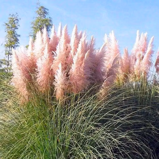 Erba della pampa americana 1 pezzo P9 20-50 cm Cortaderia selloana Rosea