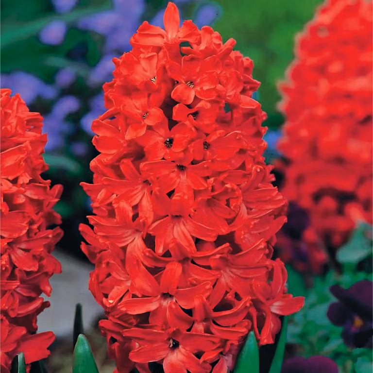 Bulbi di giacinto Bulbi di fiori Hyacinthus Jan Bos 3 pz.