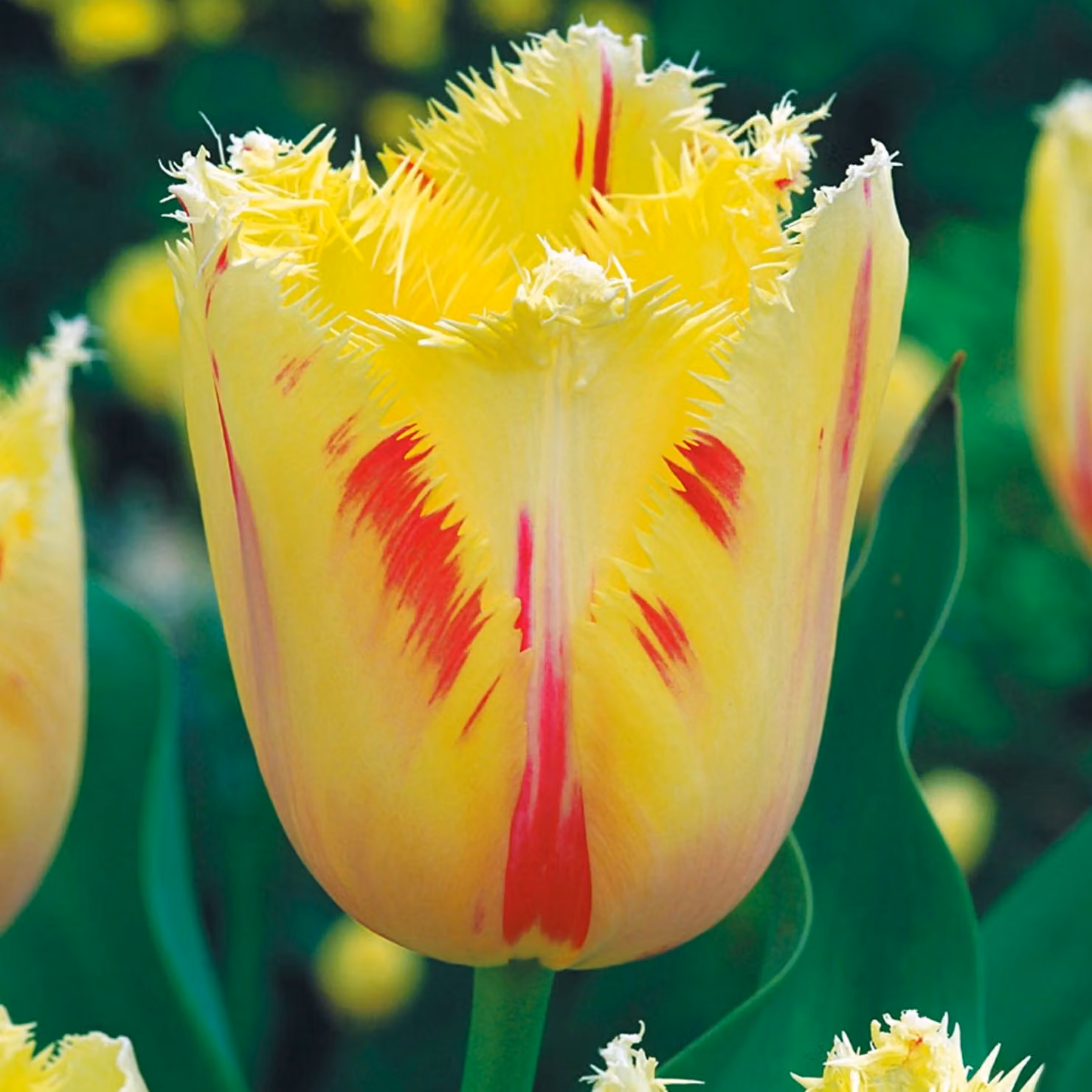Tulipani Bulbi di fiori Bulbi di fiori Tulipani Carrousel 5 pz.