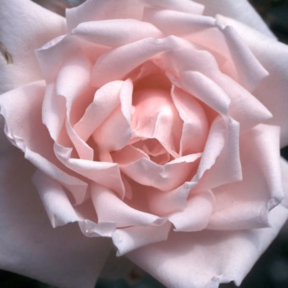 Rosa - Rosa rampicante - Rosa 'New Dawn'