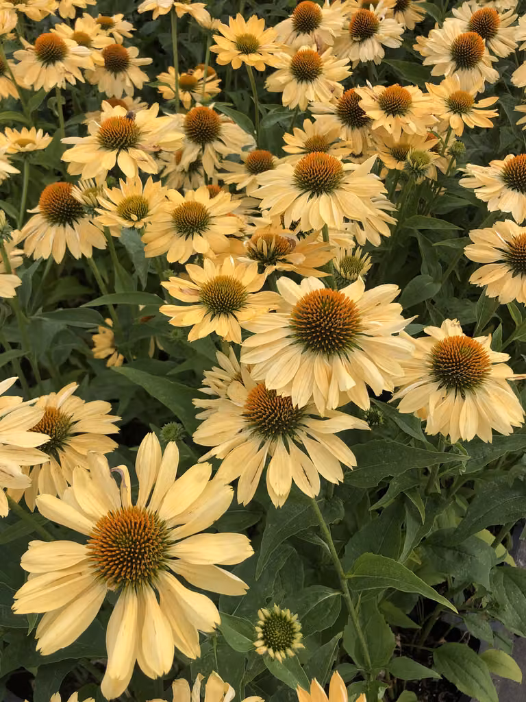 6 x Echinacea purpurea 'Aloha' - Fiore di conifera - vaso 9x9 cm