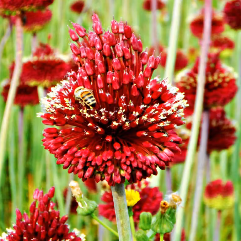 Bulbi da fiore Bulbi Porro ornamentale Allium Red Mohican 1 pz.