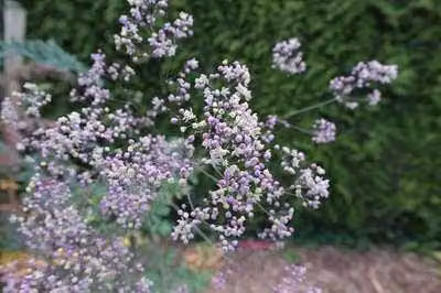6 x Thalictrum hybr. 'Elin' - Ruta dei prati - vaso 9 x 9 cm